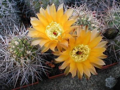 Acanthocalycium glaucum aurantiacum