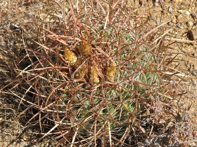 IMG_1244.jpeg (225.04 KiB) 10363 mal betrachtet Fero viridescens ssp littoralis, Puerto Santo tomas, BCN