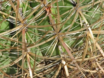 IMG_1243.jpeg (153.5 KiB) 10363 mal betrachtet Fero viridescens ssp littoralis, Puerto Santo tomas, BCN