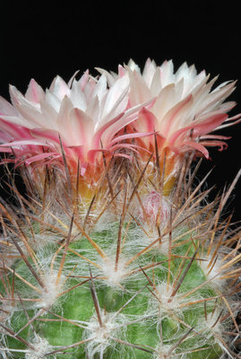 Eriosyce taltalensis var. floccosa 02.JPG