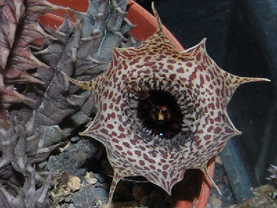 huernia.reticulata1.jpg