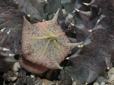 huernia.reticulata.jpg