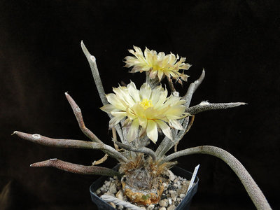 Astrophytum caput medusae 2011 August26-6.jpg