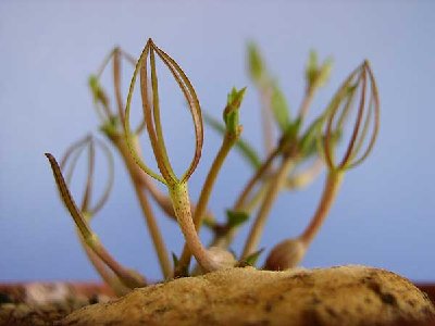 c.conrathii1.jpg
