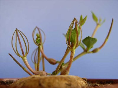 c.conrathii2.jpg