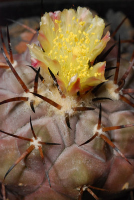 Copiapoa cinerea 01.JPG