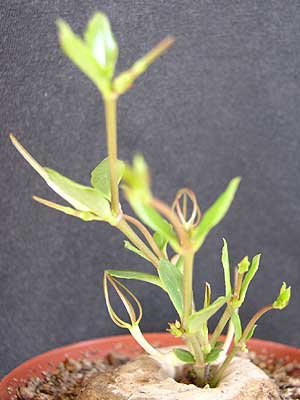 c.conrathii4.jpg