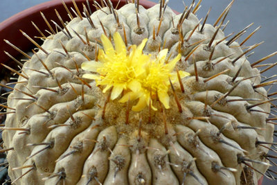 Copiapoa cinerea1.jpg (235.1 KiB) 23077 mal betrachtet Copiapoa cinerea