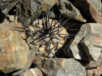 DSCN9500.JPG (105.17 KiB) 22966 mal betrachtet Copiapoa cinerea - jv., südöstl. Taltal