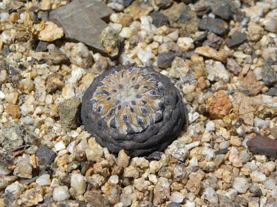 DSCN8981.JPG (114.45 KiB) 22966 mal betrachtet Copiapoa cinerea columna-alba jv. - Pan de Azucar