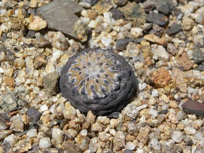 Copiapoa cinerea columna-alba jv. - Pan de Azucar