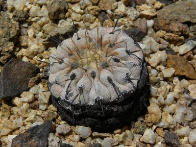 Copiapoa cinerea columna-alba jv. - Pan de Azucar