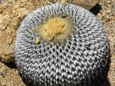 DSCN8979.JPG (131.47 KiB) 22966 mal betrachtet Copiapoa cinerea columna-alba - Pan de Azucar