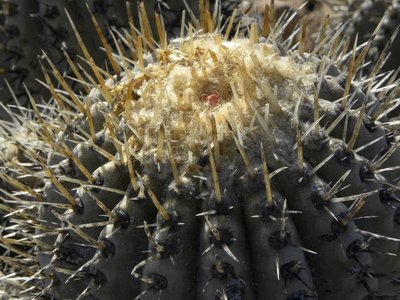 Copiapoa cinerea albispina - nördlich Taltal