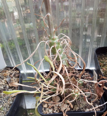 20120811_102046.jpg (278.47 KiB) 21745 mal betrachtet Pflanzenkörper mit eingetrockneten Blättern