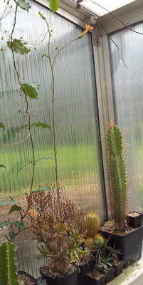 20120811_102056.jpg (154.53 KiB) 21745 mal betrachtet Übersichtsbild mit langem Blütenstandstiel