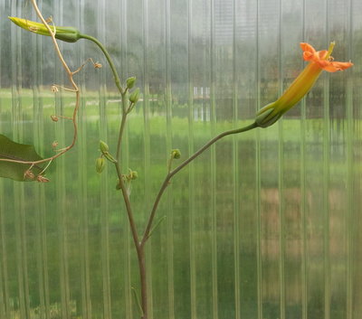 20120811_102106.jpg (137.37 KiB) 22852 mal betrachtet Blütenstand mit Einzelblüte