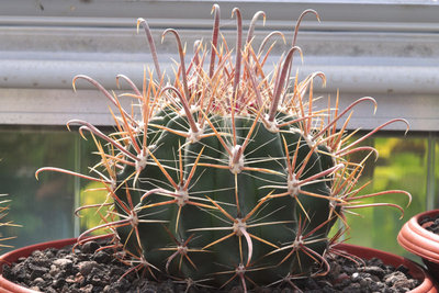 Ferocactus Hybr. 03.jpg