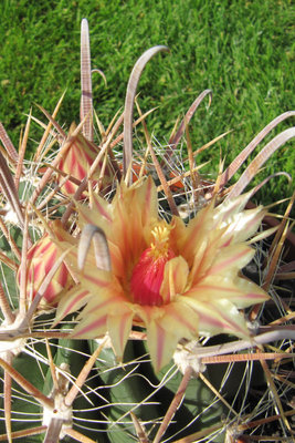 Ferocactus santa-maria 05.JPG