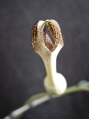 c.crassifolia.jpg
