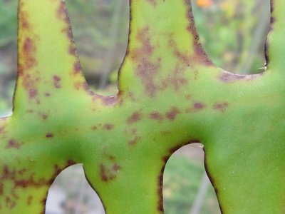 Cryptocereus anthonyanus