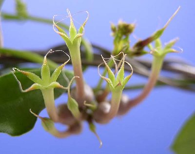 c.multiflora.jpg