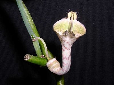 c.distincta.simbabwe.jpg