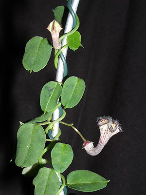 c.carnosa.jpg