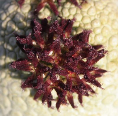 Pseudolithos_migurtinus_Blüte_100906_1827-a.jpg