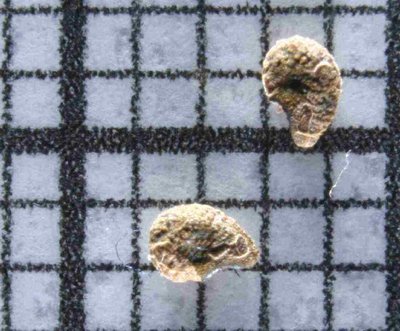 P_strausianus_kl.jpg