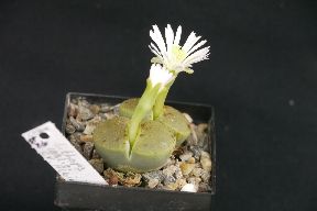 B_Lithops.jpg