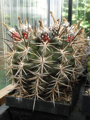Eriosyce curvispina v. tuberisulcata Frucht 2012 August19-1.jpg
