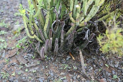 IMG_9245 Stapelia arenosa.JPG