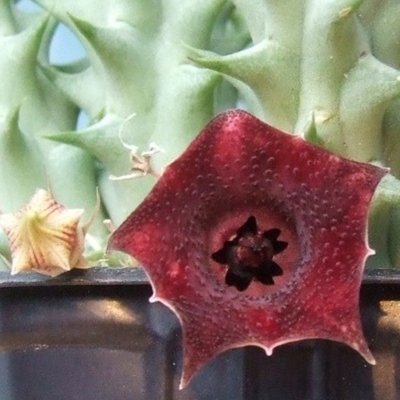 Huernia_macrocarpa_var_cerasina_bluete_PS.jpg