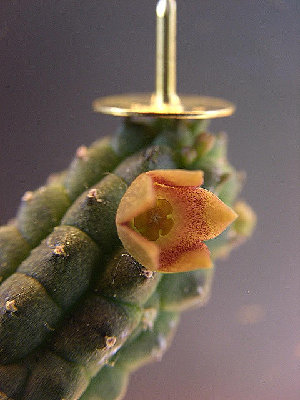 Echidnopsis cereiformis.jpg
