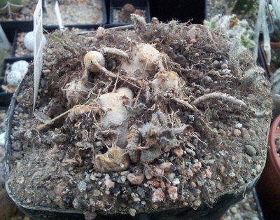 S_tuberosa.jpg (210.53 KiB) 20850 mal betrachtet S. tuberosa ohne Laub