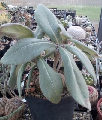 S_leucotricha.jpg (214.74 KiB) 20850 mal betrachtet S. leucotricha mit Laub