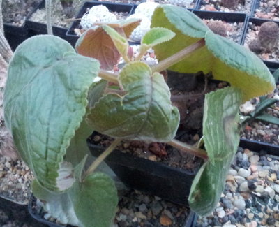 S_eumorpha.jpg (148.21 KiB) 20850 mal betrachtet S. eumorpha