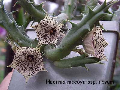 Huernia mccoyi ssp. novum_fc.jpg