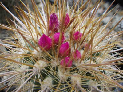 Neoporteria_litoralis.JPG