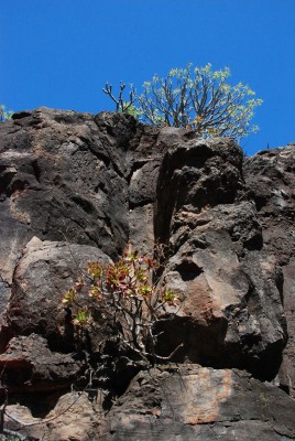 Aeonium holochrysum 01.JPG (143.36 KiB) 17417 mal betrachtet Zwischen Lo del Gato und Taco, Südküste, dunkler Fels, nach Süden gerichtet.