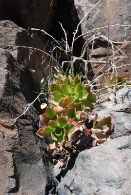 Aeonium holochrysum 02.JPG