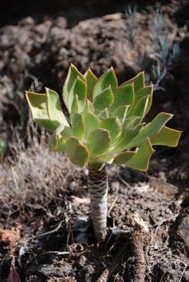 Aeonium spec. 01.JPG (119.44 KiB) 17908 mal betrachtet Ausnahmsweise mal mit etwas Wurzelraum ...