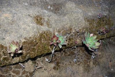 Aeonium spec. 02.JPG (161.91 KiB) 17417 mal betrachtet Am überhängenden, nordwärts gerichteten Fels, 700 m Seehöhe.