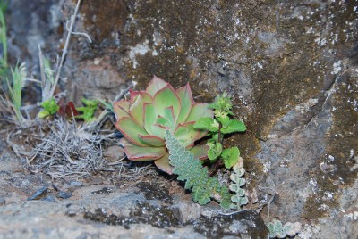Aeonium spec. 03.JPG (156.33 KiB) 18705 mal betrachtet Jungpflanze mit Farn (vermutlich Cheilanthes spec.)
