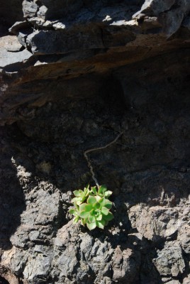 Aeonium spec. 04.JPG (111.61 KiB) 17417 mal betrachtet Man lässt sich in die Sonne hängen ...