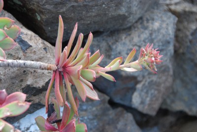 Aeonium decorum 01.JPG