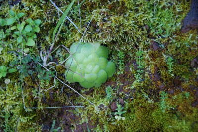 Aeonium subplanum 02.JPG