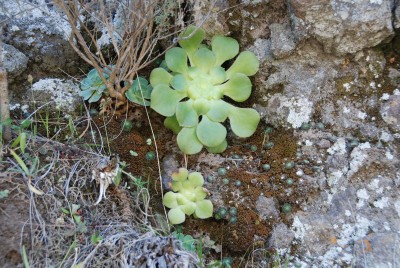 Aeonium subplanum 06.JPG