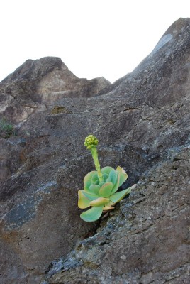 Blüte im Fels
